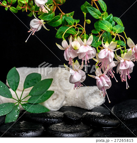 spa setting of branch fuchsia flower, towels spa setting of branch fuchsia flower, towels 27265815