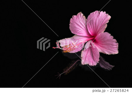 spa still life of pink hibiscus flower with drops spa still life of pink hibiscus flower with drops 27265824