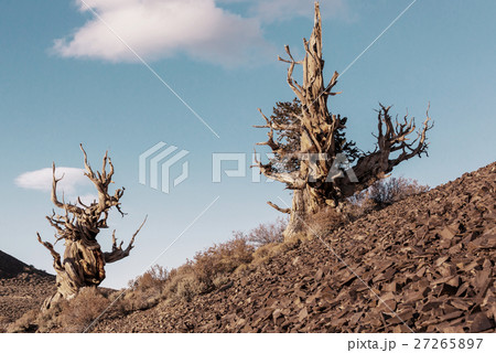 Ancient tree Ancient tree 27265897