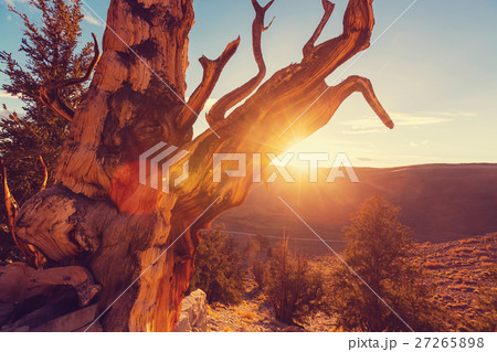 Ancient tree Ancient tree 27265898