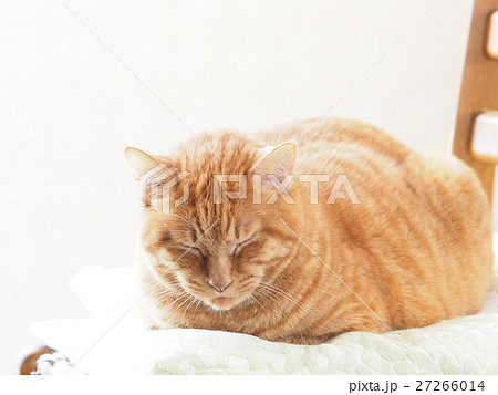 昼寝する茶トラ猫 27266014