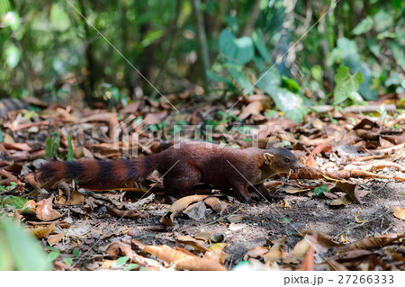 Ring-tailed mongoose (Galidia elegans) Madagascar Ring-tailed mongoose (Galidia elegans) Madagascar 27266333