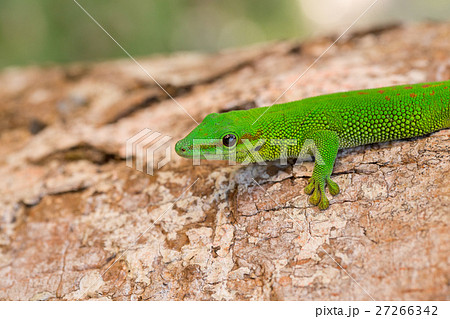 Phelsuma madagascariensis day gecko, Madagascar 27266342