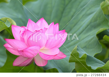 蓮の花 蓮の花 27266434