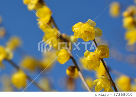 早咲きの黄色の蝋梅の花が咲く 27268010