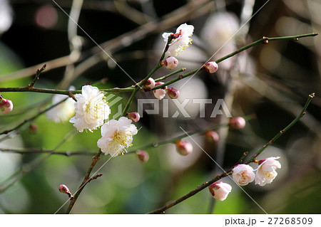 豊後梅 27268509