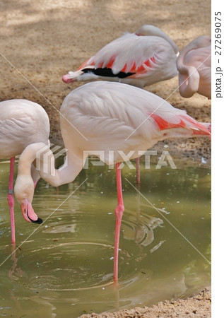 タイ王国パタヤの観光スポット カオキアオ動物園 のフラミンゴ Flamingo の写真素材