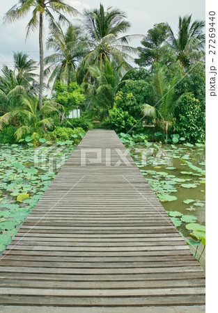 タイの蓮池、ハスの池、橋(Lotus Pond and Bridge in Thailand) タイの蓮池、ハスの池、橋(Lotus Pond and Bridge in Thailand) 27269440