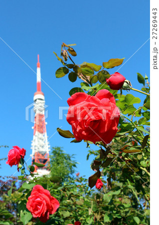 プリンス芝公園のバラと、東京タワー（11月）東京都港区 27269443