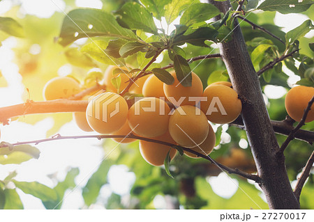 Yellow cherry plums. 27270017