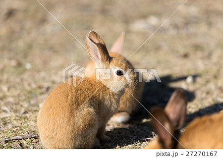 うさぎの楽園（大久野島） 27270167
