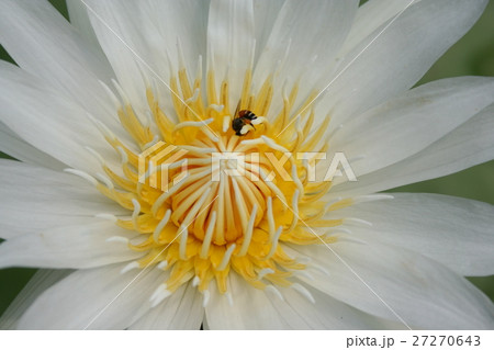 White Water Lily lotus and bee 27270643