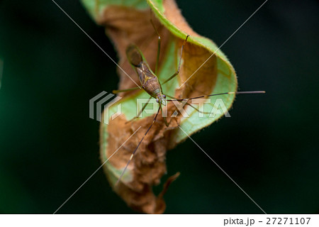 Green, brown Assasin bug (Reduviidae) 27271107