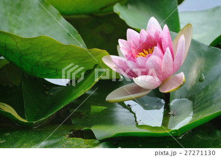 pink lotus 27271130