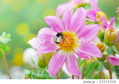 Large black bumble bee collects nectar on dahlia. 27273330