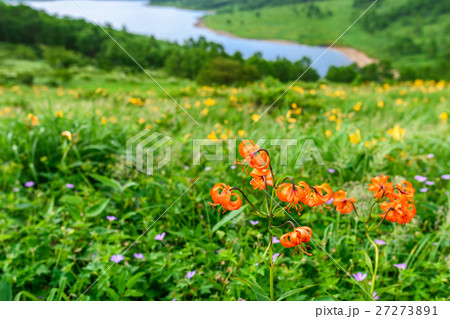 高原のクルマユリ 27273891