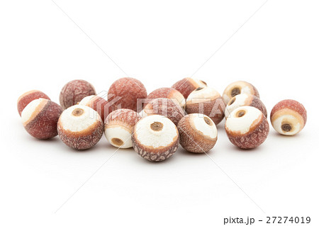 オニバスの種子: Prickly water lily seeds 27274019