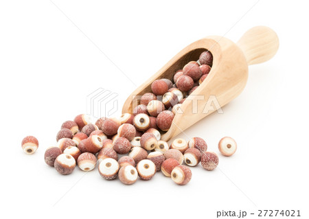 オニバスの種子: Prickly water lily seeds 27274021