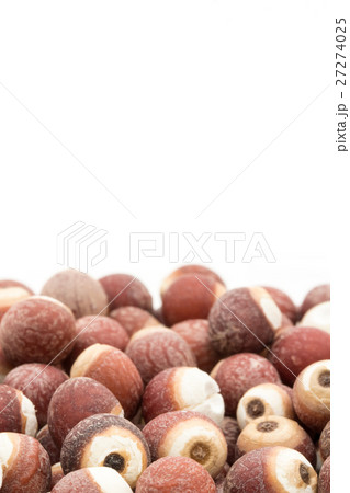 オニバスの種子: Prickly water lily seeds 27274025