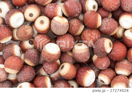 オニバスの種子: Prickly water lily seeds 27274026