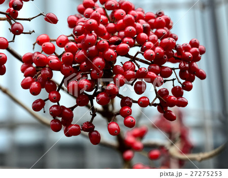 見事に色づいた、深紅の実9 見事に色づいた、深紅の実9 27275253