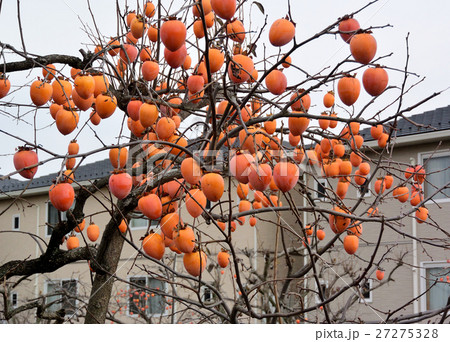 鈴なりの柿―１３ 27275328