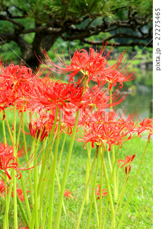 旧芝離宮恩賜庭園の彼岸花(9月)東京都港区 旧芝離宮恩賜庭園の彼岸花(9月)東京都港区 27275465