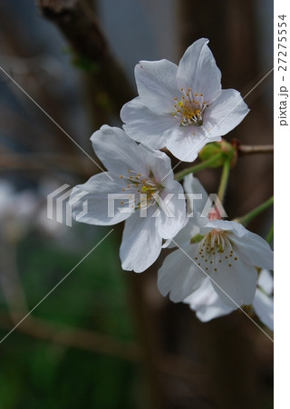 桜 27275554