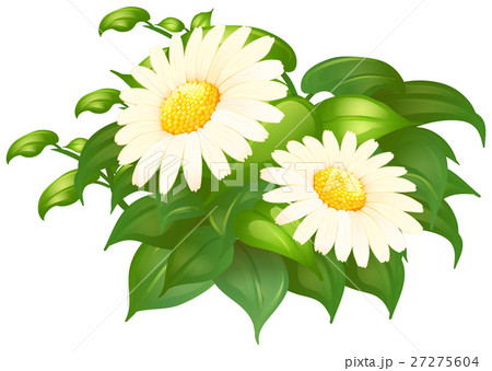 White daisy flowers in green bush White daisy flowers in green bush 27275604