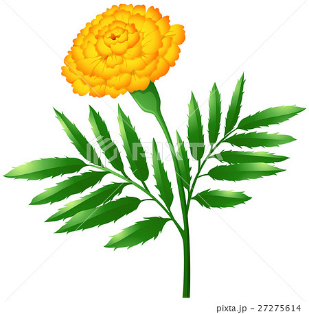 Marigold Flower With Green Leavesのイラスト素材