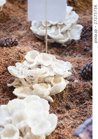 Fresh oyster mushrooms for display Fresh oyster mushrooms for display 27275736