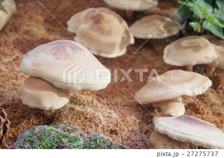 Raw fresh Shiitake mushrooms for display 27275737