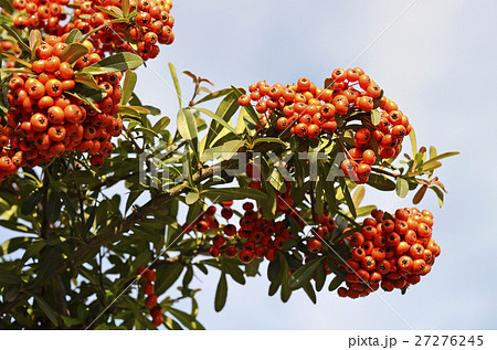 ピラカンサの実 ピラカンサの実 27276245