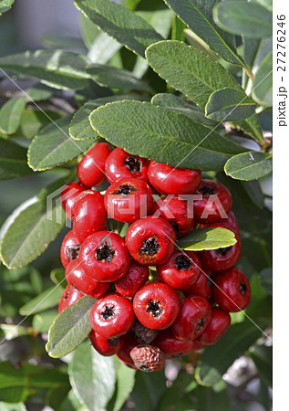 ピラカンサの実 ピラカンサの実 27276246