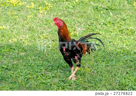 rooster in a field 27276822