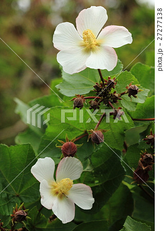 自然 植物 サキシマフヨウ、花の少ない時期に大輪の花を沢山咲かせてくれます 自然 植物 サキシマフヨウ、花の少ない時期に大輪の花を沢山咲かせてくれます 27277138