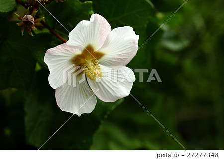 自然　植物　サキシマフヨウ、冬の石垣島。薄桃色をさした白く大きな花が曇り空の林道で目立ちます 27277348