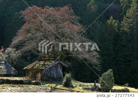 朝日の家屋と残り柿の木 27277543