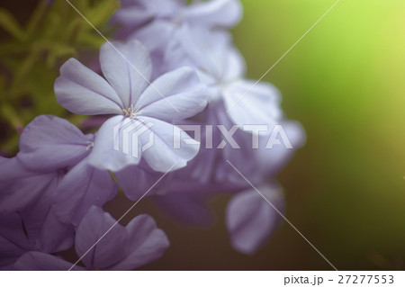 Blue plumbago flowers in in garden 27277553