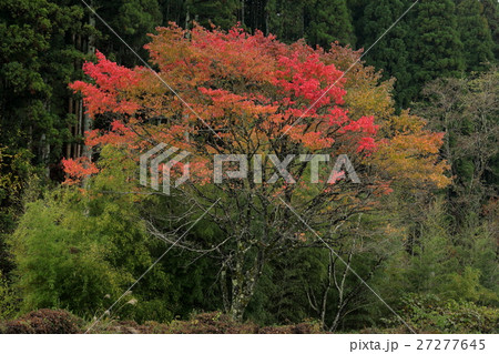 紅葉のある風景 紅葉のある風景 27277645