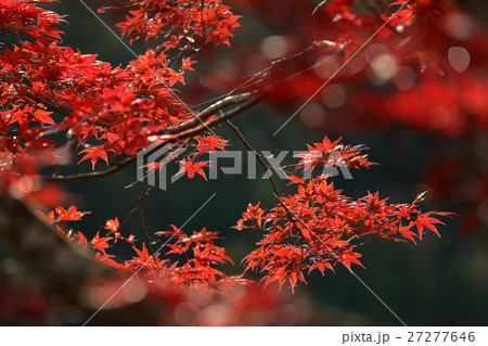 紅葉のモミジ 27277646