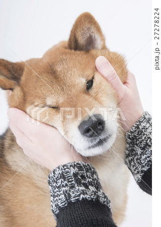 柴犬 27278224