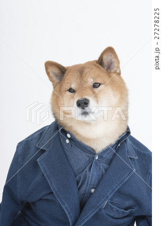 ジャケットを着る柴犬 27278225