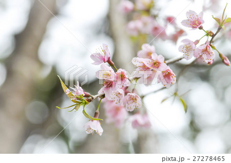 Wild Himalayan Cherry or Wild Himalayan tree Wild Himalayan Cherry or Wild Himalayan tree 27278465