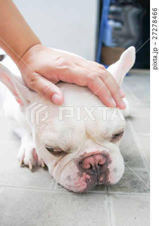 Someone's groping a dog Someone's groping a dog 27278466