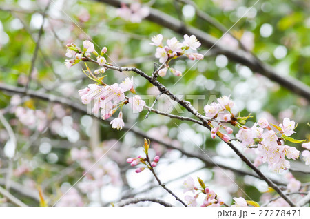 Wild Himalayan Cherry or Wild Himalayan tree 27278471
