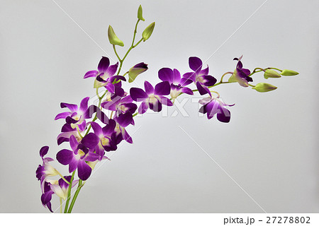 デンファレ ニューソニアの切り花の写真素材