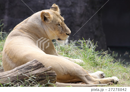 ライオン 27278842