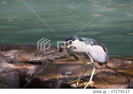 小鷺 27279137