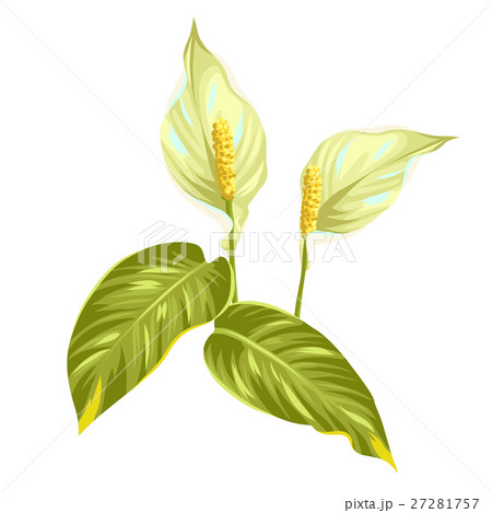 Bouquet of two decorative flowers spathiphyllum on 27281757